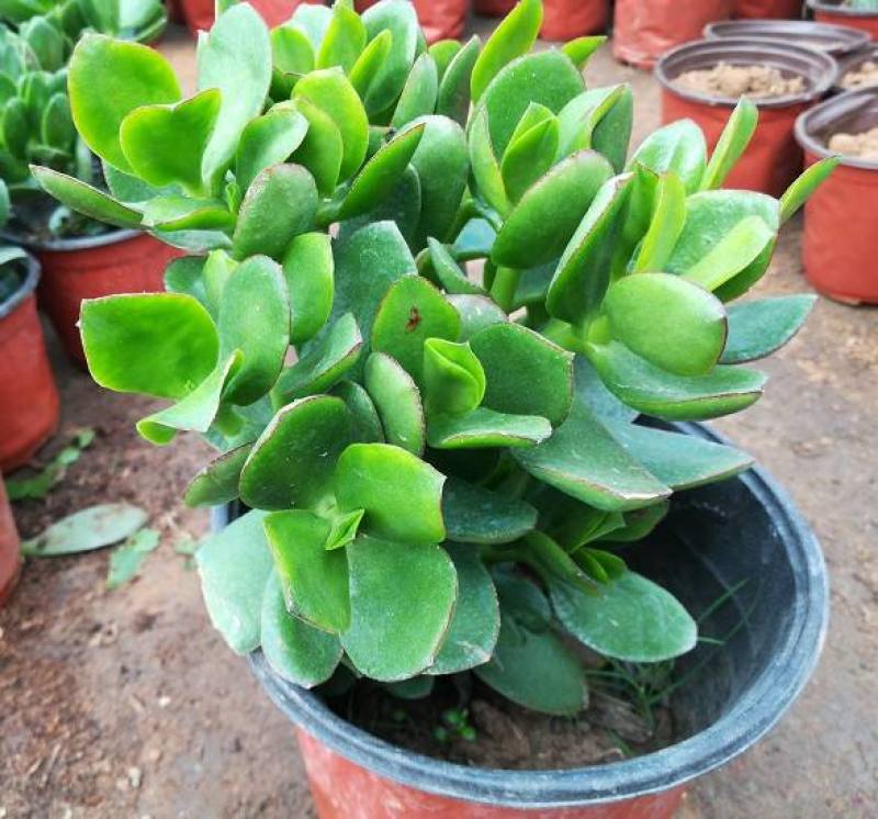 玉树盆栽花卉