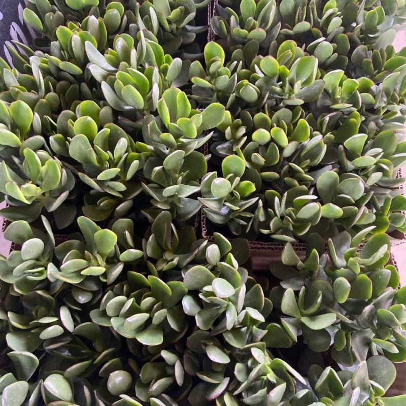 玉树盆栽花卉