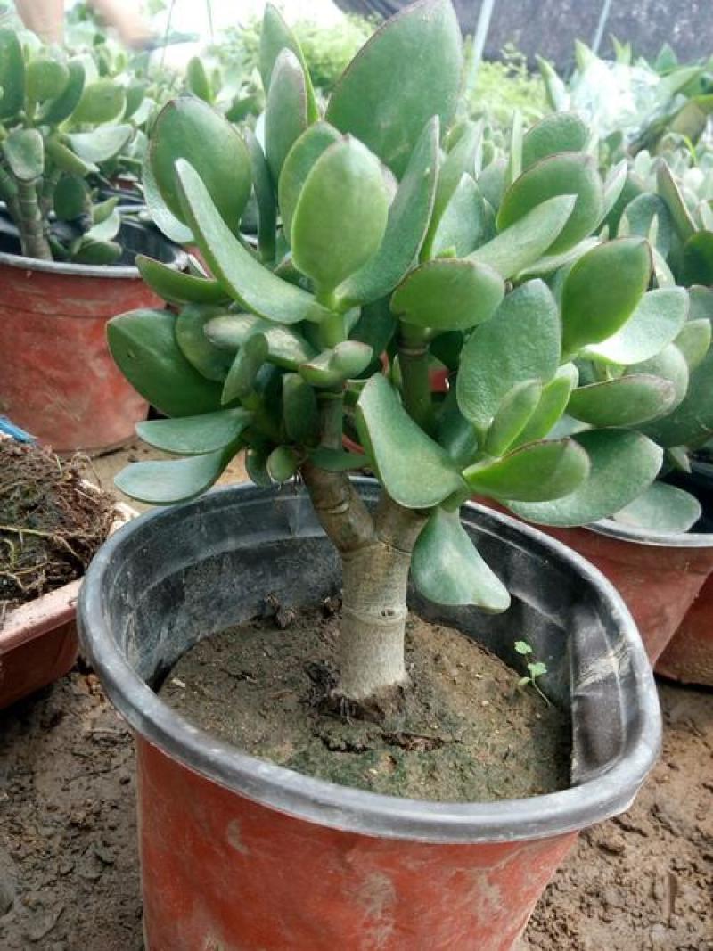 玉树盆栽花卉