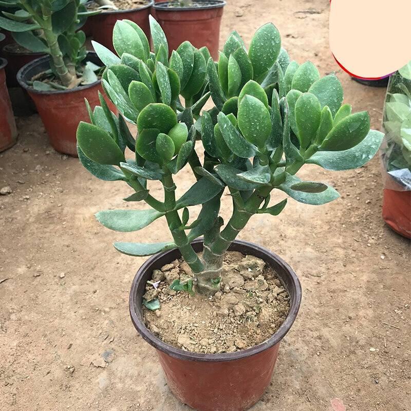 玉树盆栽花卉