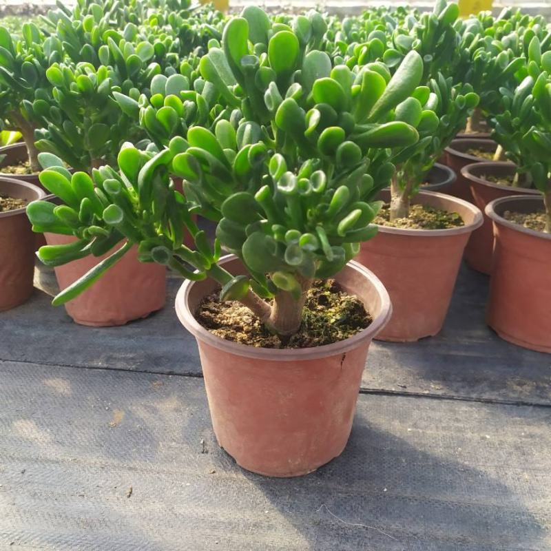 玉树盆栽花卉