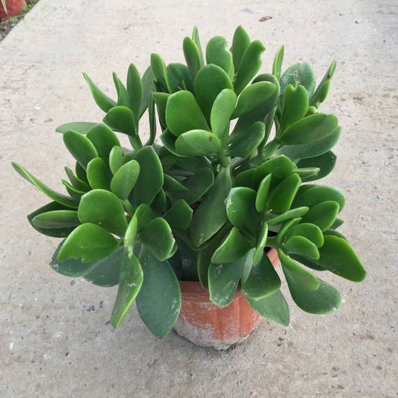 玉树盆栽花卉