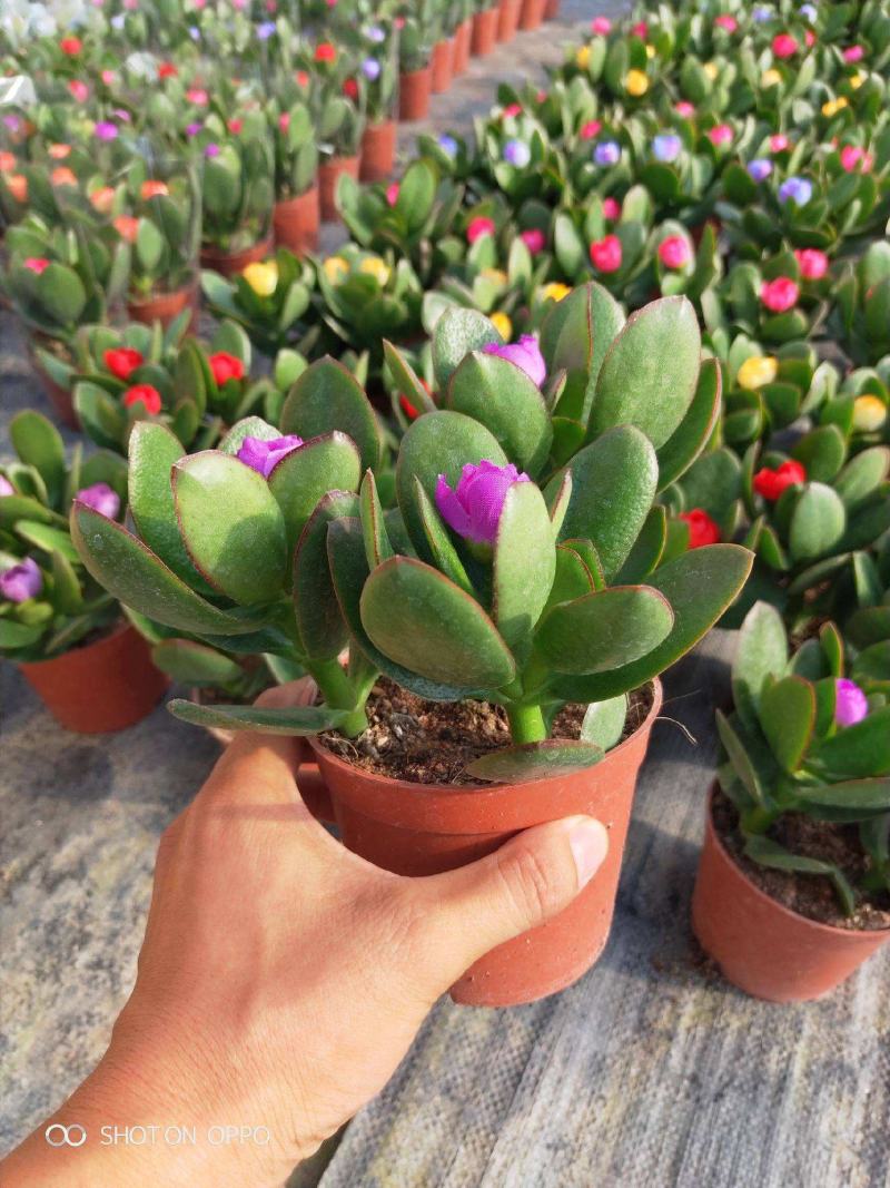 玉树盆栽花卉