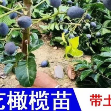 工艺橄榄树苗，嘿橄榄苗两年嫁接大苗当年挂果