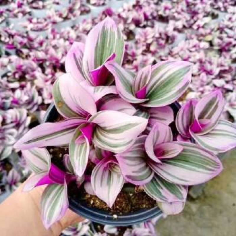 油画吊兰盆栽婚礼油画吊兰懒人好养易活宝盆多肉植物网红花卉