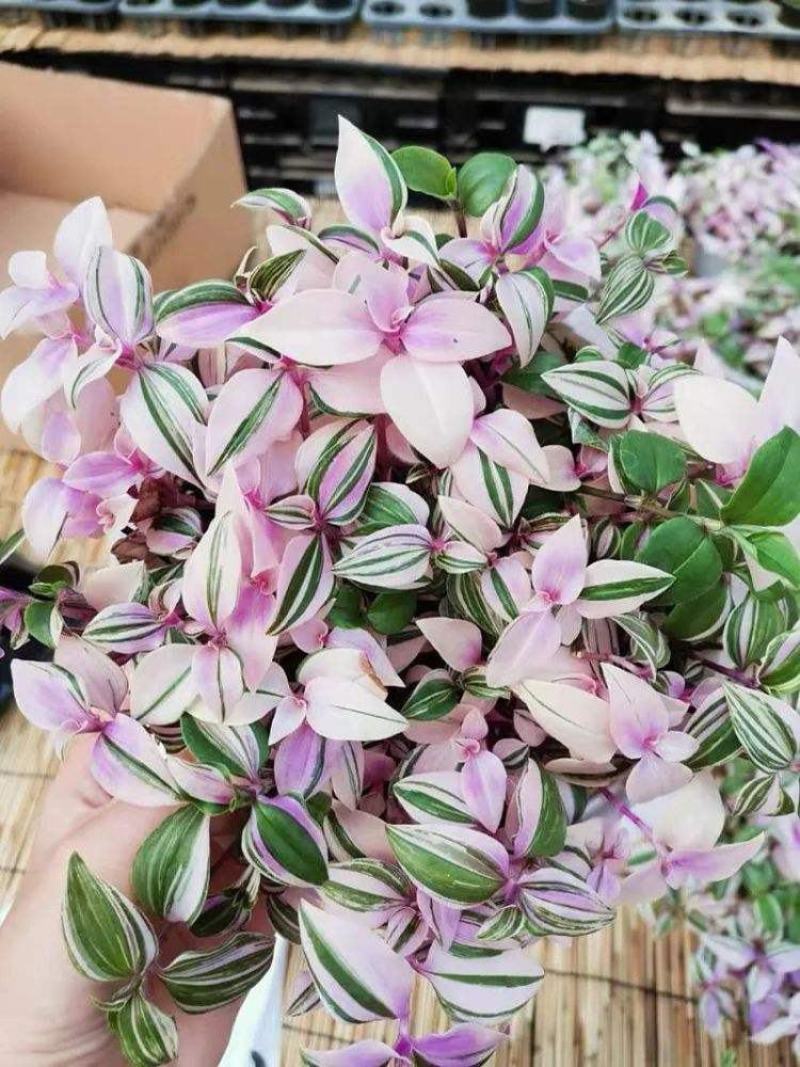 油画吊兰盆栽婚礼油画吊兰懒人好养易活宝盆多肉植物网红花卉