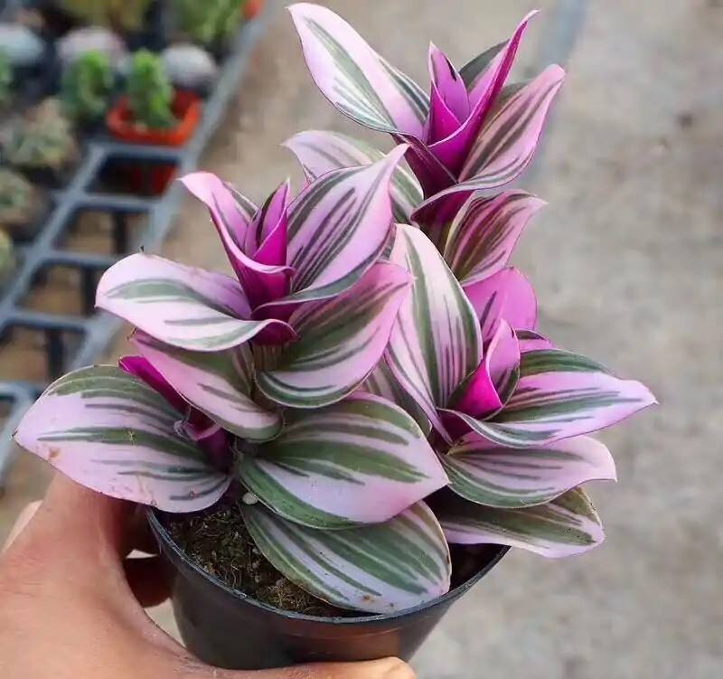 油画吊兰盆栽婚礼油画吊兰懒人好养易活宝盆多肉植物网红花卉