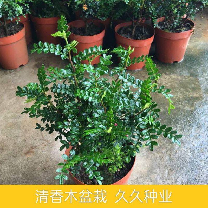 清香木盆栽驱蚊驱虫室内绿植花卉胡椒木办公室净化空气吸甲醛