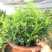 清香木盆栽驱蚊驱虫室内绿植花卉胡椒木办公室净化空气吸甲醛