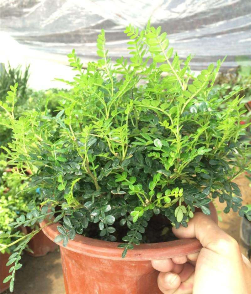 清香木盆栽驱蚊驱虫室内绿植花卉胡椒木办公室净化空气吸甲醛