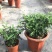清香木盆栽驱蚊驱虫室内绿植花卉胡椒木办公室净化空气吸甲醛