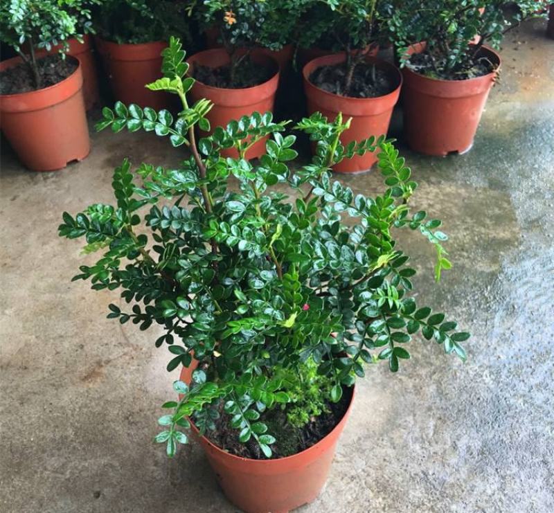 清香木盆栽驱蚊驱虫室内绿植花卉胡椒木办公室净化空气吸甲醛