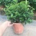 清香木盆栽驱蚊驱虫室内绿植花卉胡椒木办公室净化空气吸甲醛