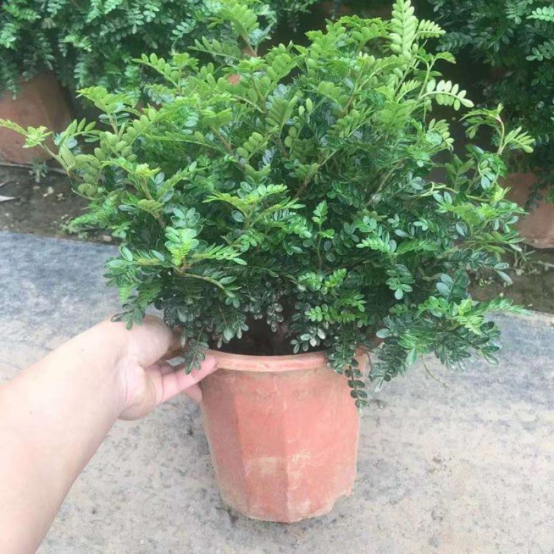 清香木盆栽驱蚊驱虫室内绿植花卉胡椒木办公室净化空气吸甲醛