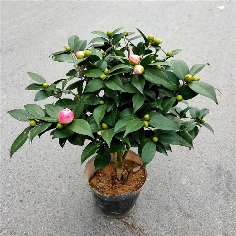 香妃茶花盆栽带花苞浓香型茶花冬季开花室内耐寒花卉植物茶花