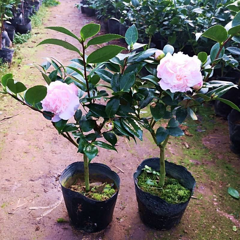 香妃茶花盆栽带花苞浓香型茶花冬季开花室内耐寒花卉植物茶花