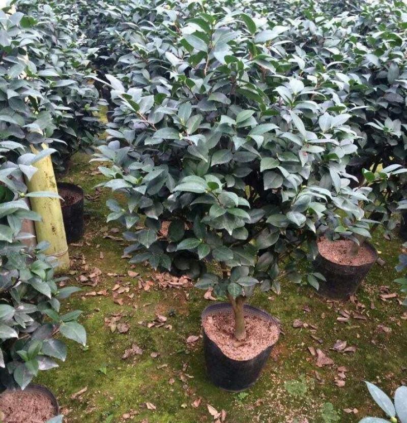 香妃茶花盆栽带花苞浓香型茶花冬季开花室内耐寒花卉植物茶花