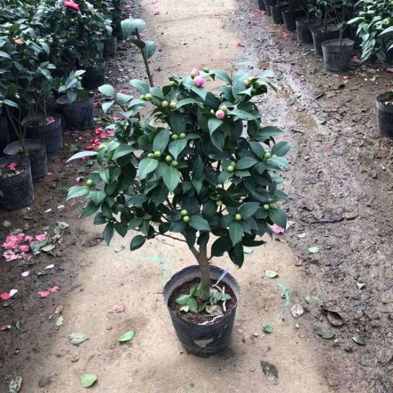 香妃茶花盆栽带花苞浓香型茶花冬季开花室内耐寒花卉植物茶花