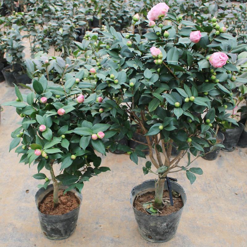 香妃茶花盆栽带花苞浓香型茶花冬季开花室内耐寒花卉植物茶花