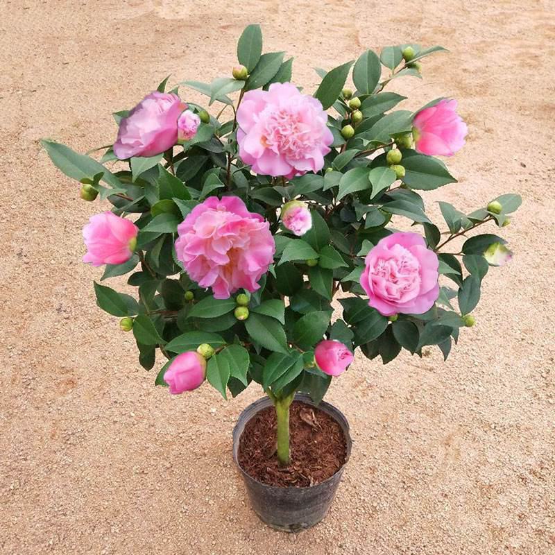 香妃茶花盆栽带花苞浓香型茶花冬季开花室内耐寒花卉植物茶花