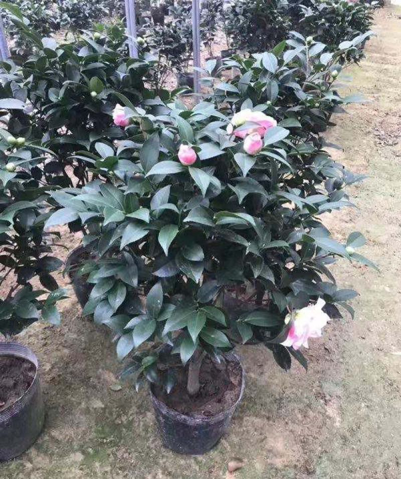 香妃茶花盆栽带花苞浓香型茶花冬季开花室内耐寒花卉植物茶花