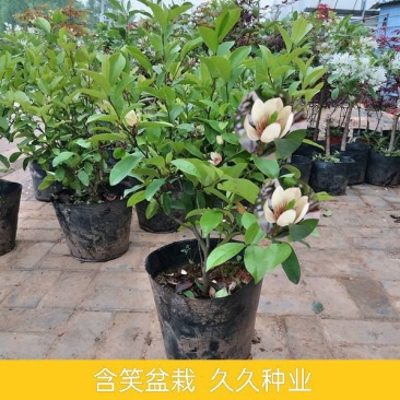 含笑花盆栽耐寒带花苞浓香型花卉盆栽易活四季花卉大全养不死