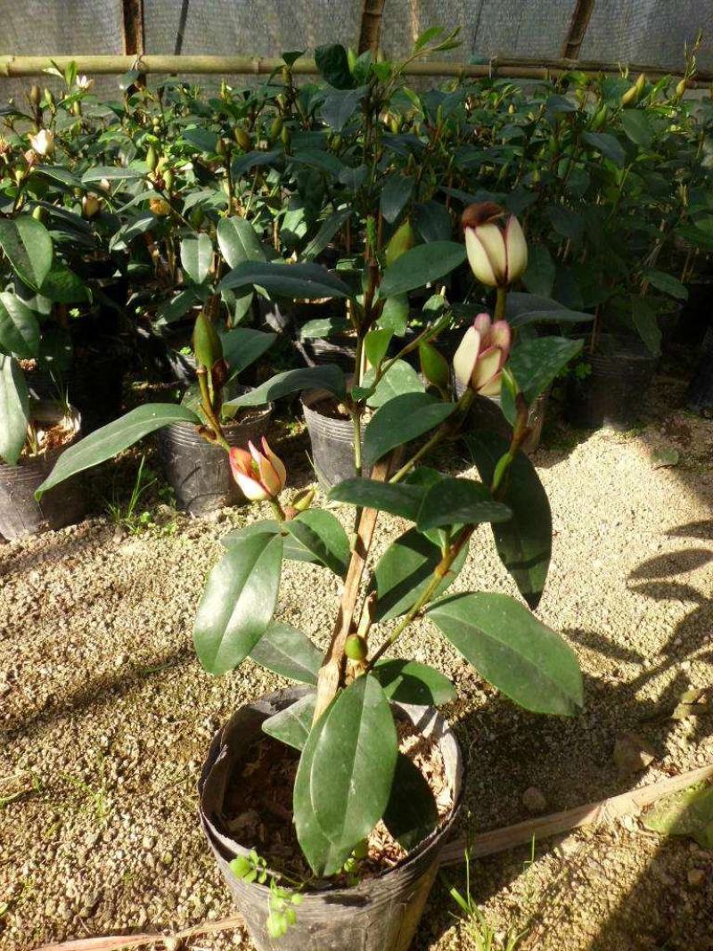 含笑花盆栽耐寒带花苞浓香型花卉盆栽易活四季花卉大全养不死