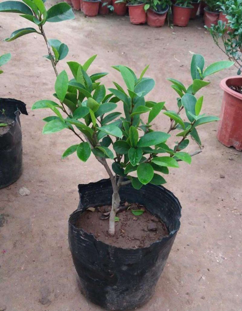 含笑花盆栽耐寒带花苞浓香型花卉盆栽易活四季花卉大全养不死