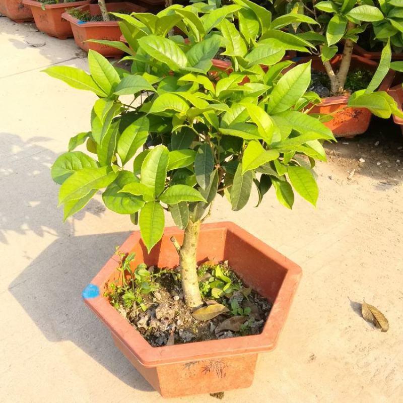 含笑花盆栽耐寒带花苞浓香型花卉盆栽易活四季花卉大全养不死