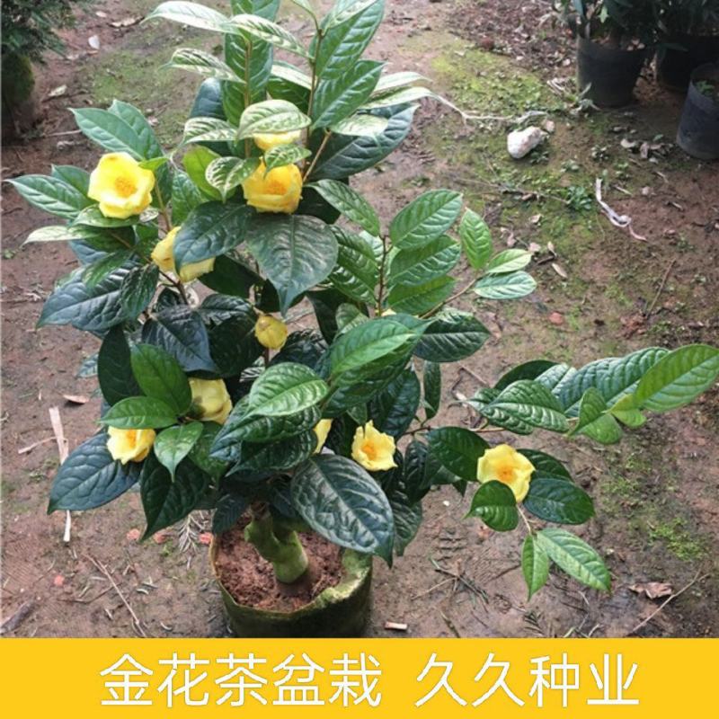 金花茶树苗防城凹脉金花茶盆栽耐寒茶花花卉室内阳台花卉植物