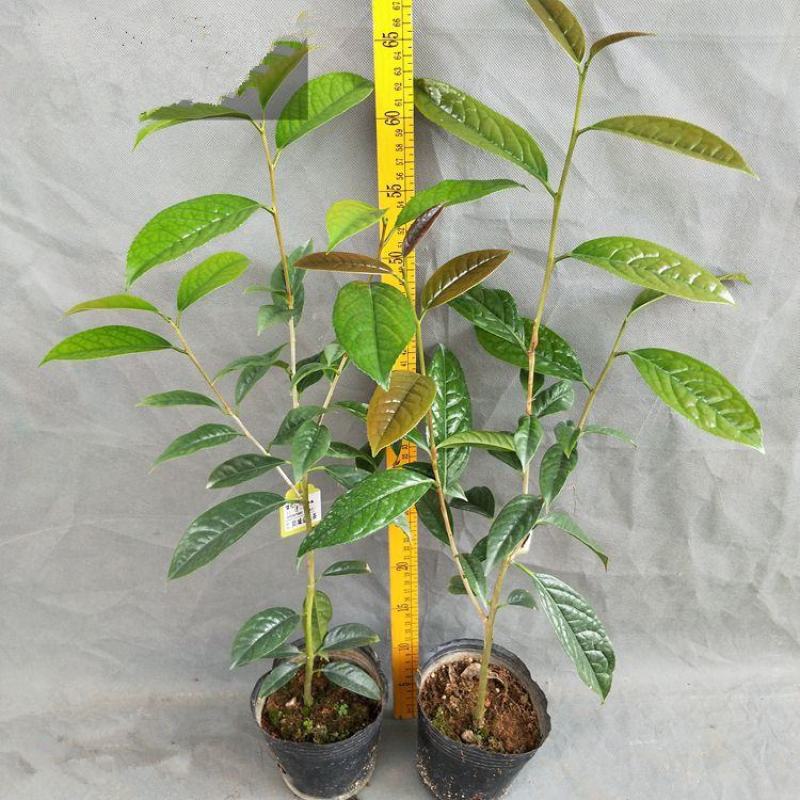 金花茶树苗防城凹脉金花茶盆栽耐寒茶花花卉室内阳台花卉植物