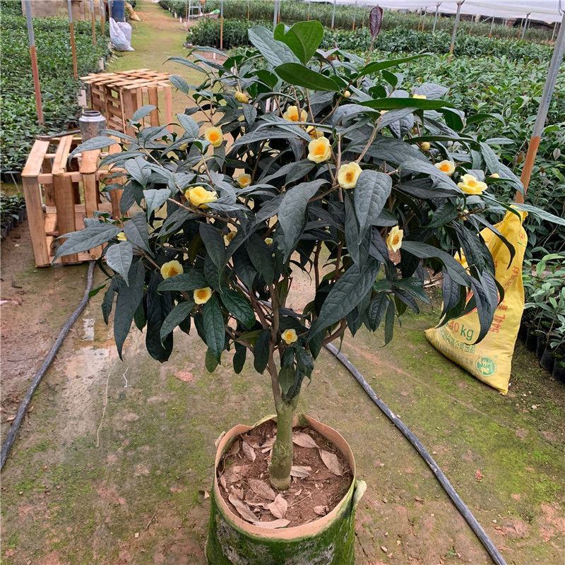 金花茶树苗防城凹脉金花茶盆栽耐寒茶花花卉室内阳台花卉植物