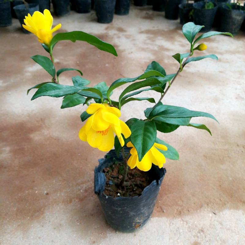 金花茶树苗防城凹脉金花茶盆栽耐寒茶花花卉室内阳台花卉植物