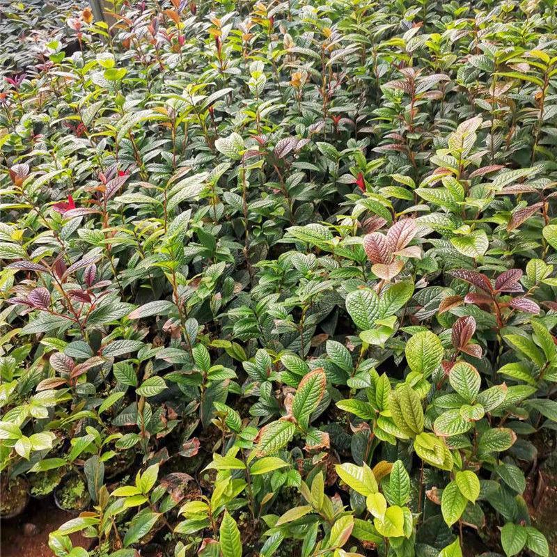 金花茶树苗防城凹脉金花茶盆栽耐寒茶花花卉室内阳台花卉植物