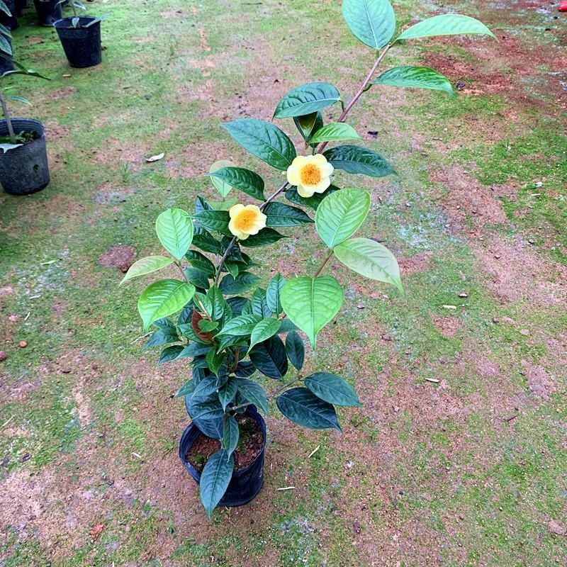 金花茶树苗防城凹脉金花茶盆栽耐寒茶花花卉室内阳台花卉植物