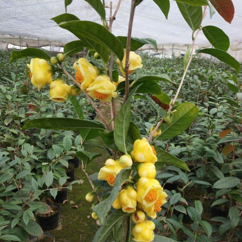 金花茶树苗防城凹脉金花茶盆栽耐寒茶花花卉室内阳台花卉植物