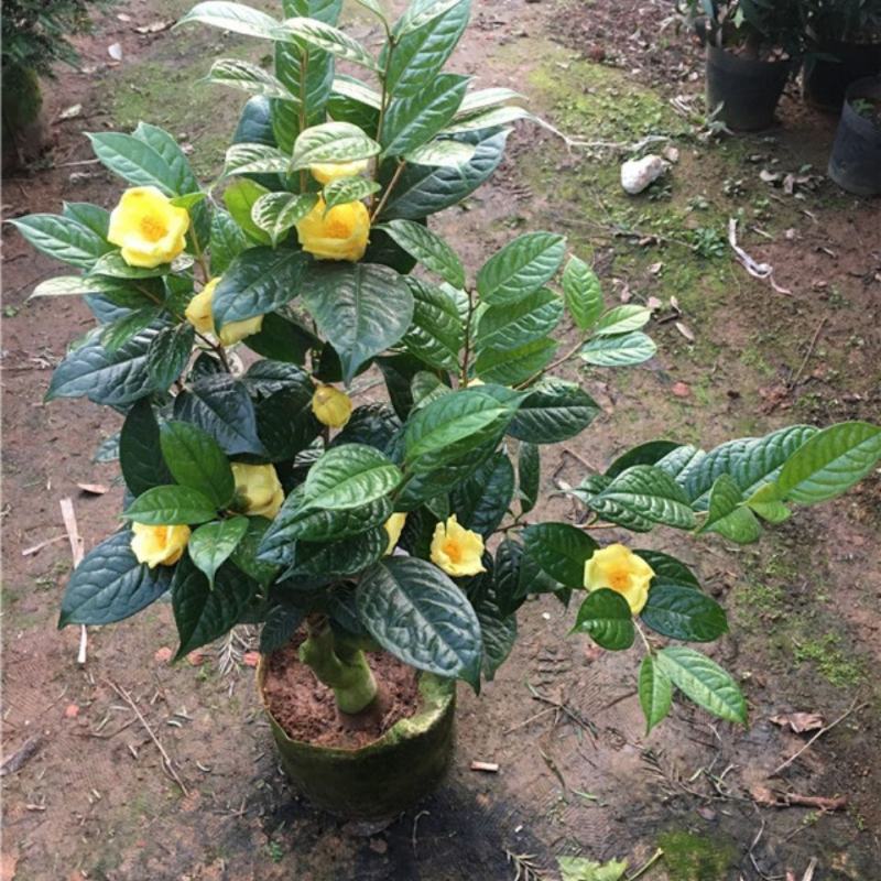 金花茶树苗防城凹脉金花茶盆栽耐寒茶花花卉室内阳台花卉植物