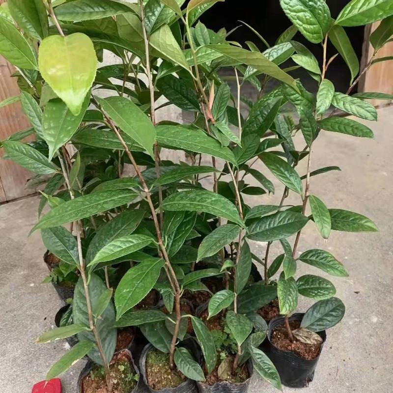 金花茶树苗防城凹脉金花茶盆栽耐寒茶花花卉室内阳台花卉植物