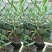 夹竹桃盆栽柳叶桃半年庭院驱虫花卉植物绿植盆栽围栏篱笆工程