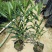 夹竹桃盆栽柳叶桃半年庭院驱虫花卉植物绿植盆栽围栏篱笆工程