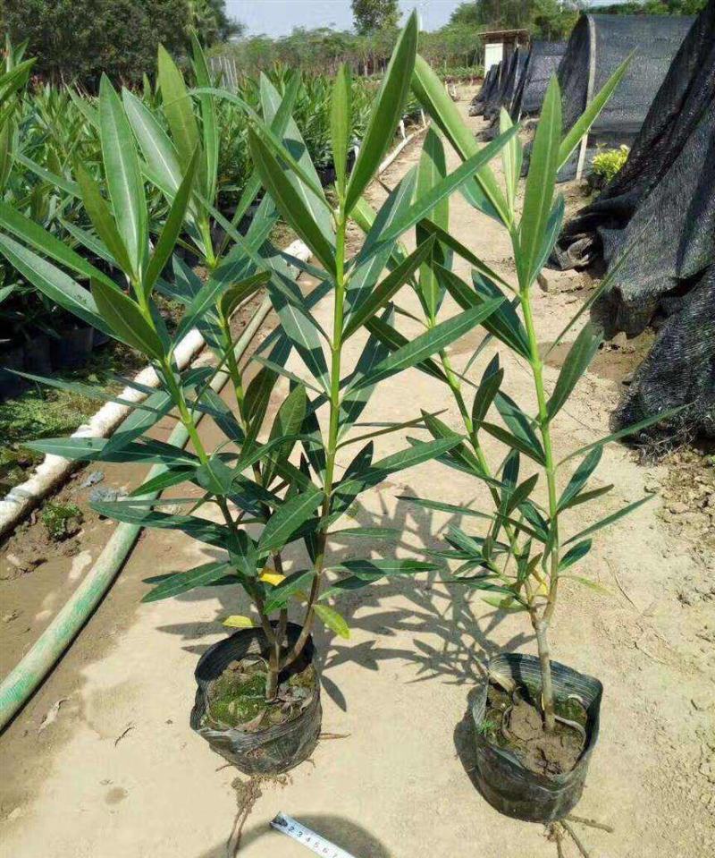 夹竹桃盆栽柳叶桃半年庭院驱虫花卉植物绿植盆栽围栏篱笆工程
