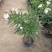 夹竹桃盆栽柳叶桃半年庭院驱虫花卉植物绿植盆栽围栏篱笆工程