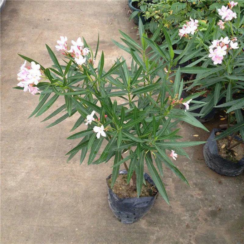 夹竹桃盆栽柳叶桃半年庭院驱虫花卉植物绿植盆栽围栏篱笆工程