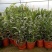 夹竹桃盆栽柳叶桃半年庭院驱虫花卉植物绿植盆栽围栏篱笆工程