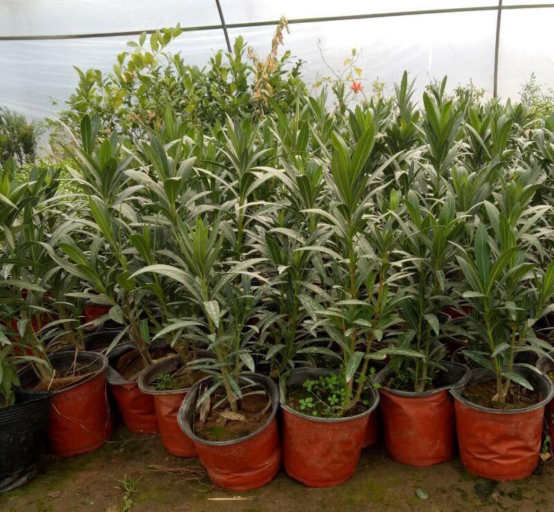 夹竹桃盆栽柳叶桃半年庭院驱虫花卉植物绿植盆栽围栏篱笆工程