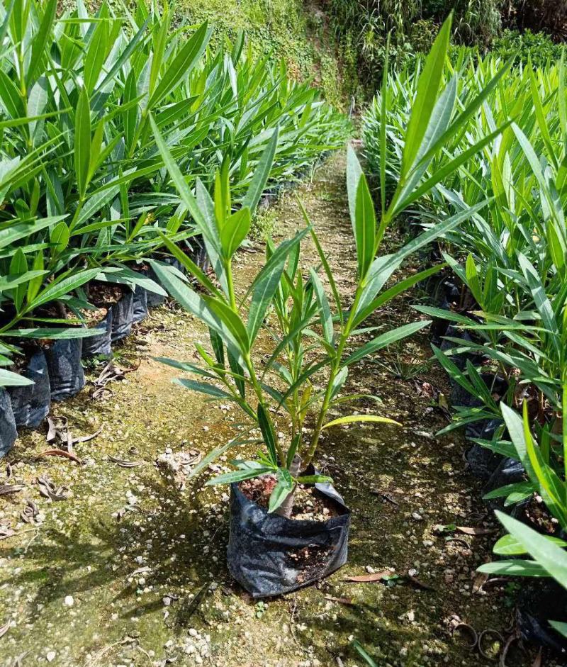夹竹桃盆栽柳叶桃半年庭院驱虫花卉植物绿植盆栽围栏篱笆工程
