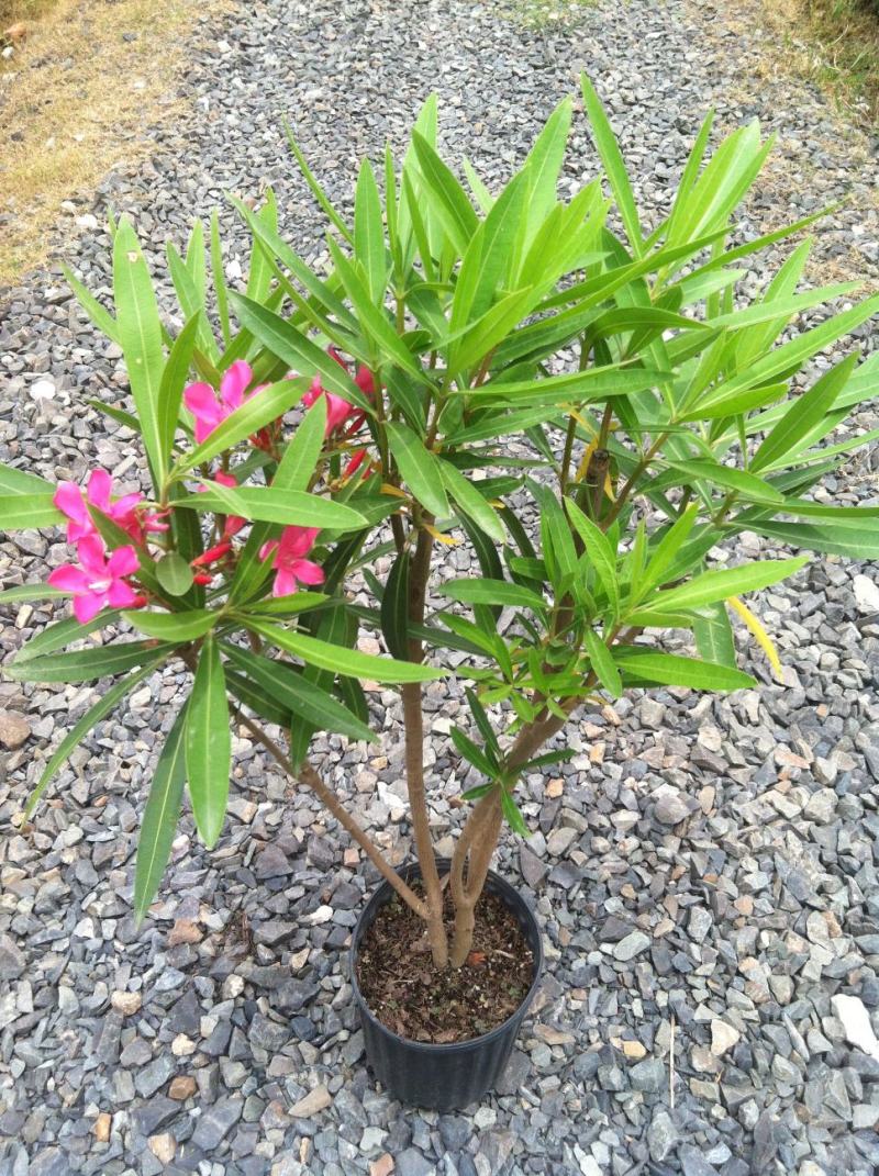 夹竹桃盆栽柳叶桃半年庭院驱虫花卉植物绿植盆栽围栏篱笆工程