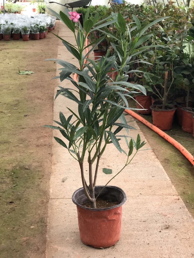 夹竹桃盆栽柳叶桃半年庭院驱虫花卉植物绿植盆栽围栏篱笆工程