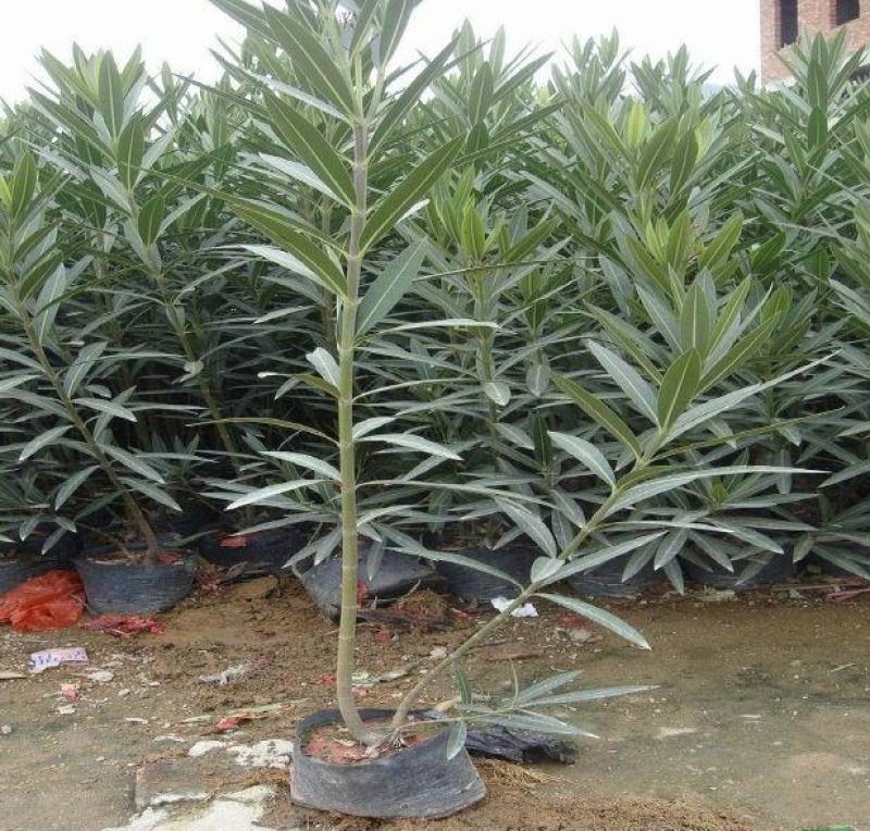 夹竹桃盆栽柳叶桃半年庭院驱虫花卉植物绿植盆栽围栏篱笆工程