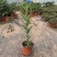 夹竹桃盆栽柳叶桃半年庭院驱虫花卉植物绿植盆栽围栏篱笆工程